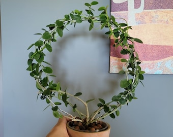 Set of 3, (9in dia x 14in) large round trellis for indoor house plants, hoyas, pothos, monsteras, climbing plants, plant support,m