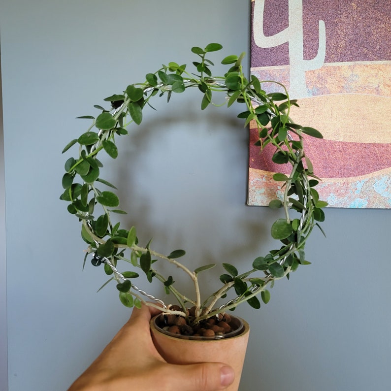 Set of 3, (9in dia x 14in) large round trellis for indoor house plants, hoyas, pothos, monsteras, climbing plants, plant support,m image 1