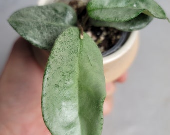 Hoya Nova Ghost. Wax plant with silver leaves. , US seller