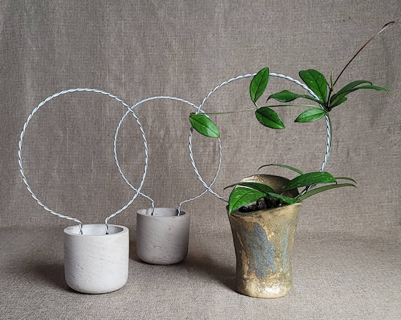 buy monstera deliciosa nz Monstera Deliciosa Plant (smaller plant) – Snickel Lane Florist