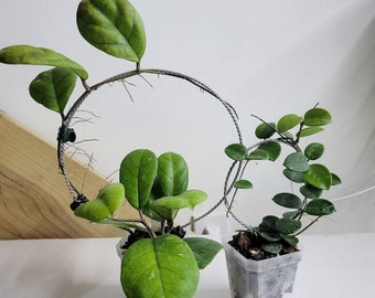 Set of 2 Round Trellis (10.25" and 7.5" tall) for small and medium potted plants, great for hoyas. Sturdy, corrosion, rust resistant, LECA