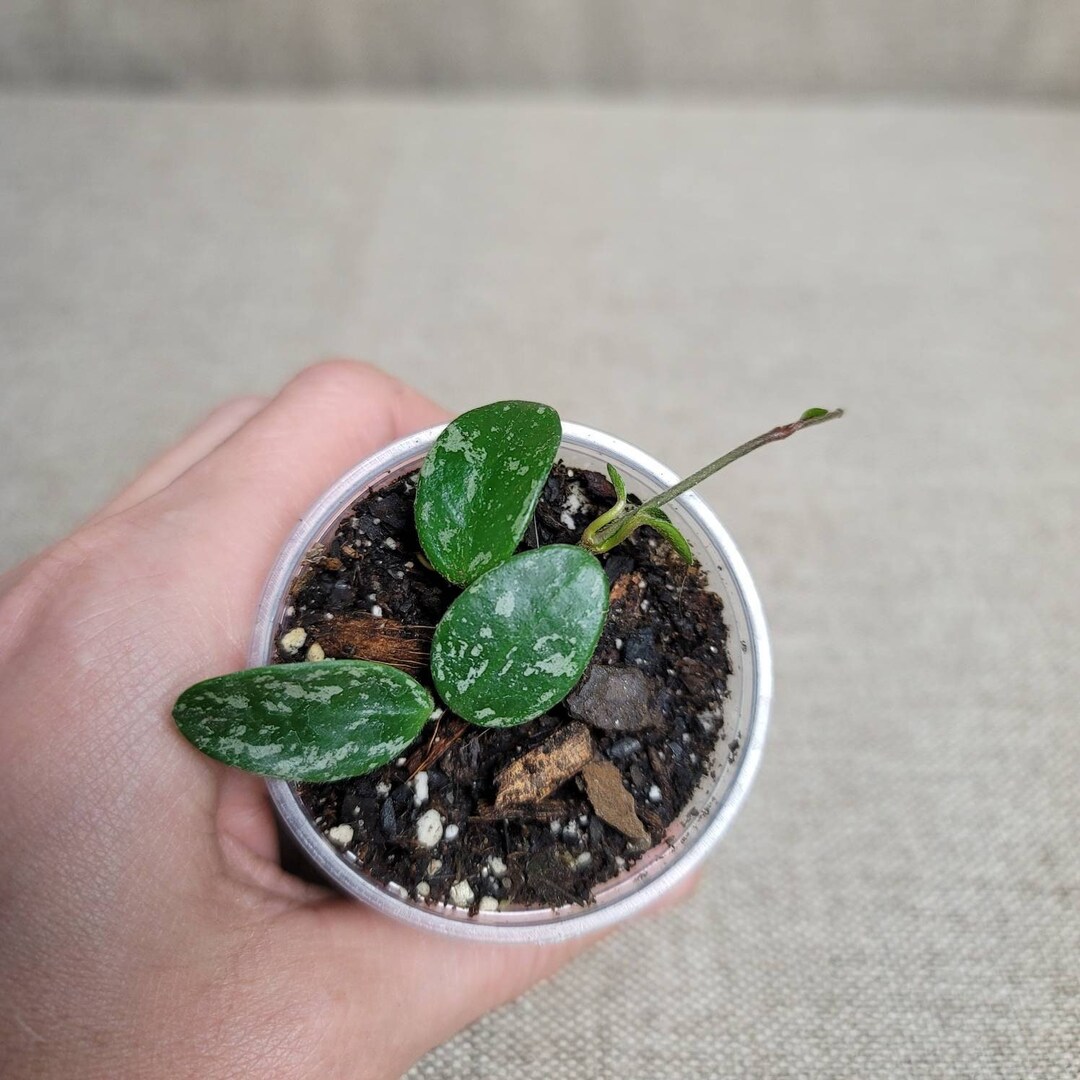 Hoya Lima Splash Rooted and Growing Waxplant Exact Plant for - Etsy
