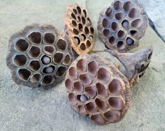 5pc Lotus pods, naturally dried, untreated, last year's crop for isopod, reptile, frog enclosures, bird toys Size. 2.5in to 4in