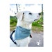 see more listings in the Dog personalisiert section