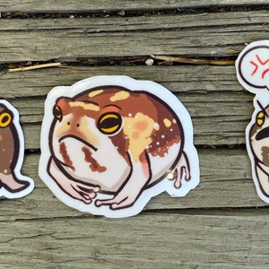 NEW FROGS African Desert Rain Frog Stickers - Etsy