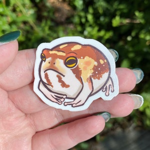 NEW FROGS African Desert Rain Frog Stickers - Etsy