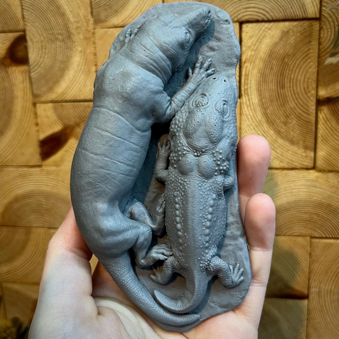 Trassic Cuddle Triassic Cuddle/ Strange Bedfellows Fossil Reconstruction- Blank Cast ...