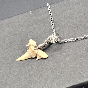 ミニ オトドゥス オブリクウス サメの歯の化石ネックレス - 1 つ - お好みの歯をお選びいただけます。