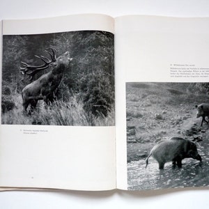 Streifzug durch die heimische Tierwelt, 1965 DDR Bild 3