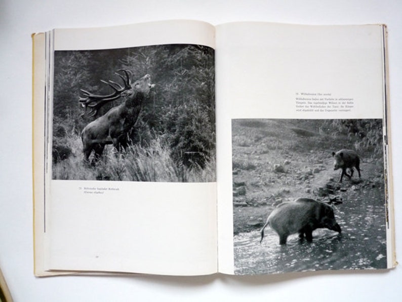 Streifzug durch die heimische Tierwelt, 1965 DDR Bild 3