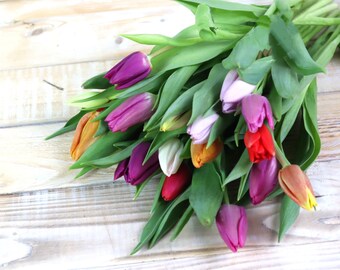 Tulpen frisch Bund gemischte Farben