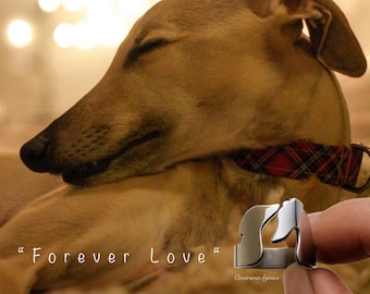 Greyhounds in love ring