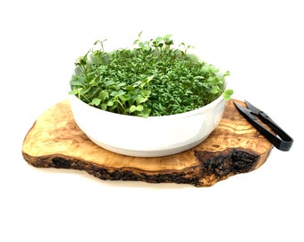 Sowing and harvesting cress in the pot optionally with herb shears great gift moving house