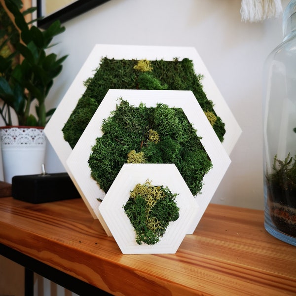 Honeycomb Moss Frame XS/ Hanging Art/ Wall Decor/ Housewarming Gift/ Honeycomb/ Preserved Moss/ Moss Decor/ Unique Home Decor/ Modern