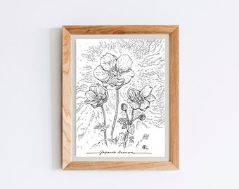 Original Ink Drawing. Japanese Anemone. 4.5x6"