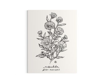 Calendula Mini Art Print, 4.25x5.5”, Botanical Illustration, Floral Art, Medicinal Herb, Herbal Medicine, Marigold, Ink Drawing, Pen & Ink