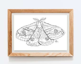 Original Ink Drawing. Moth Art. 4x5.5" Artwork