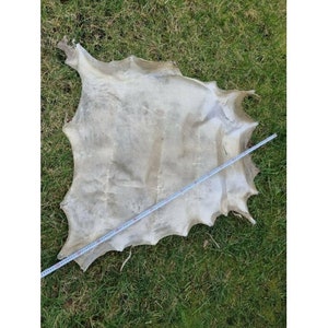Genuine rawhide parchment raw leather for knight shields drumheads image 5