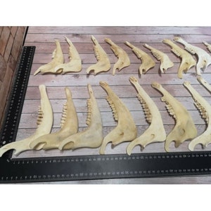10x Cráneo de medio gamo de mandíbula inferior real preparado salvaje