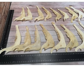 10x Real Lower Jaw Half Skull Fallow Deer Wild Prepared