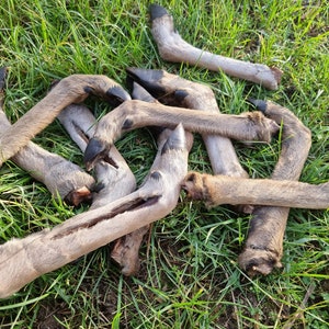 Könnte beinhalten: Ein Haufen Hirschbeine mit noch befestigten Hufen liegen auf einem Bett aus grünem Gras.