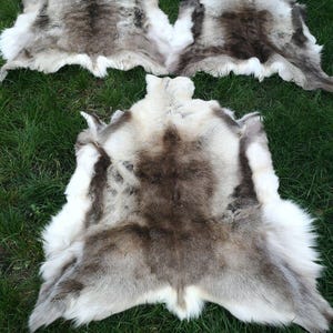 May include: Four reindeer hides are displayed on green grass. The hides have a natural color palette of white, brown, and gray. The fur appears soft and plush, with varying patterns and textures. The hides are arranged to showcase their unique shapes and sizes.