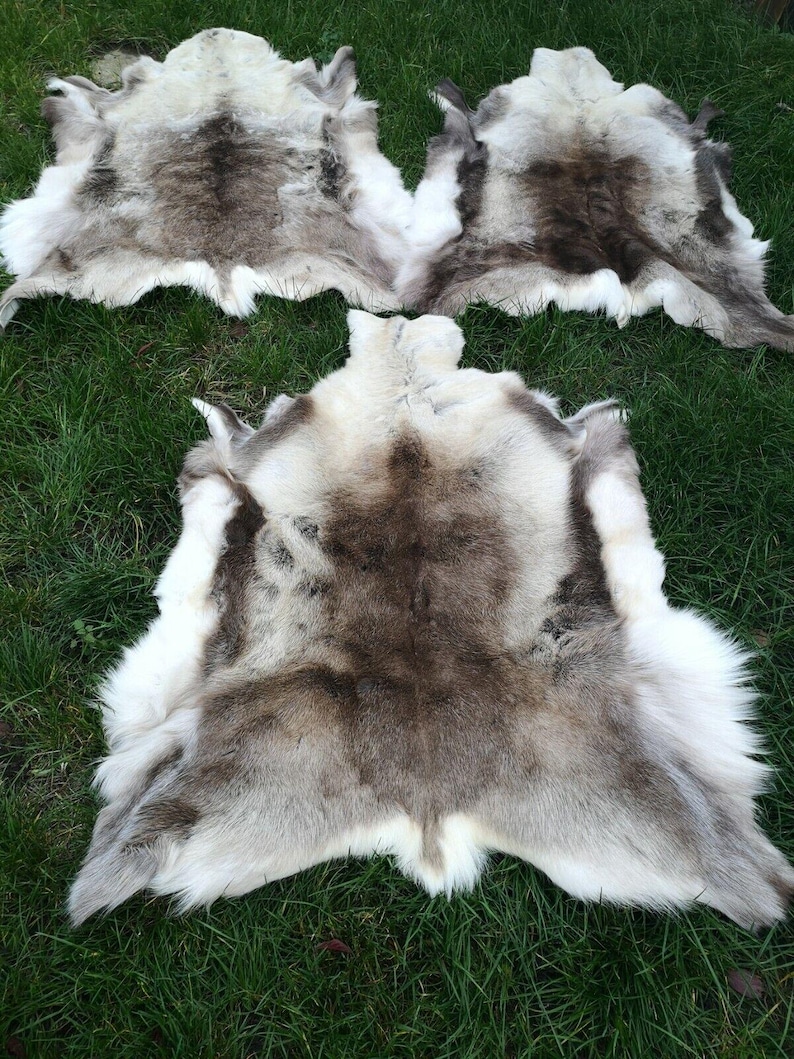 May include: Four reindeer hides are displayed on green grass. The hides have a natural color palette of white, brown, and gray. The fur appears soft and plush, with varying patterns and textures. The hides are arranged to showcase their unique shapes and sizes.