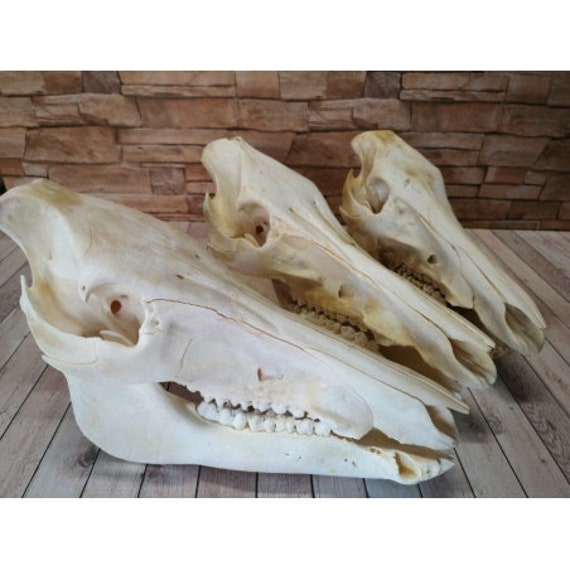 イノシシの頭蓋骨 - 雌イノシシの頭蓋骨の骨標本トロフィー、第2選択