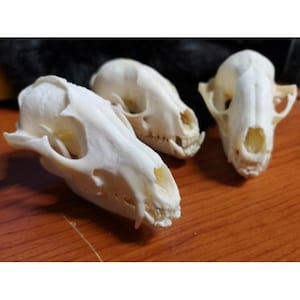 Real Obstfuchs / Marderhund / Tanuki Skull Bone Preparation Trophy Larp Top