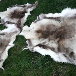 May include: Three reindeer hides with natural brown and white fur are displayed on green grass. The hides have irregular shapes and varying shades of brown and white, with a soft, textured appearance. The hides are likely used for decorative purposes.