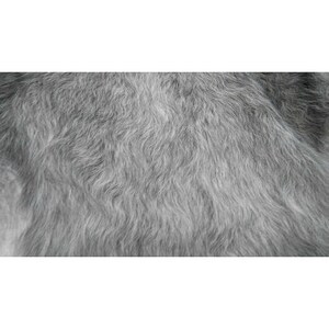 May include: Close-up of a soft, gray, fluffy fur texture.