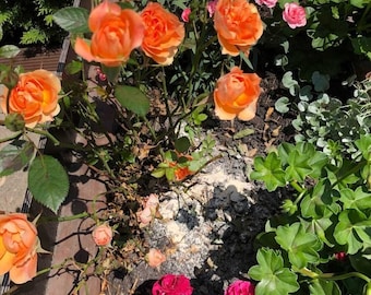 Fertilizante orgánico premium Bio Harina de asta de ciervo Planta Natural 100% Asta 1kg 5kg