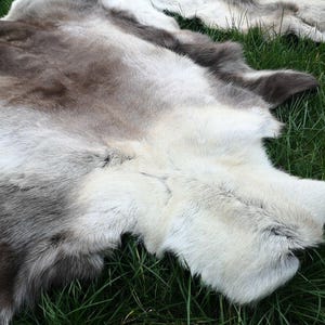 May include: A close-up of a reindeer hide with a mix of white, gray, and brown fur. The hide is lying on green grass. The fur has a soft, textured appearance.