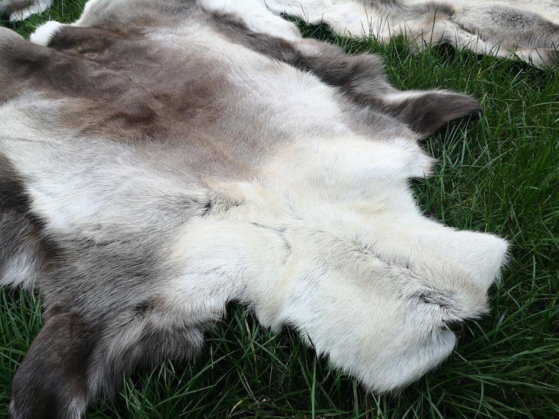 May include: A close-up of a reindeer hide with a mix of white, gray, and brown fur. The hide is lying on green grass. The fur has a soft, textured appearance.