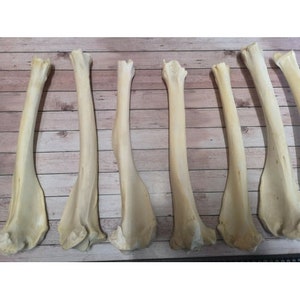 Könnte beinhalten: Eine Sammlung von cremefarbenen Tierknochen, vermutlich Bein- oder Armknochen, liegt auf einer hellbraunen Holzoberfläche. Die Knochen weisen eine glatte Textur und unterschiedliche Formen auf, wobei natürliche Krümmungen und Gelenke sichtbar sind. Die Beleuchtung betont die Knochenstruktur.