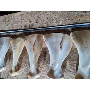 Scapula Shoulder Bone Prepared From Horse Horse Bone