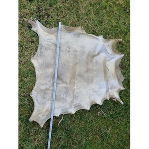 Genuine rawhide parchment raw leather for knight shields drumheads image 7