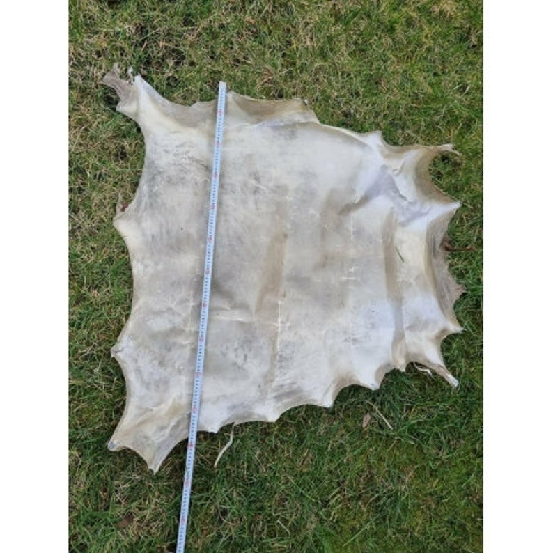 Genuine rawhide parchment raw leather for knight shields drumheads image 7