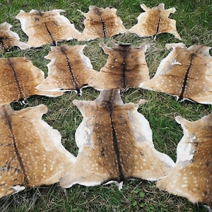 Daim Bambi fourrure de cerf couverture daim décoration GN ECO 2e choix bonne affaire 80 cm+x