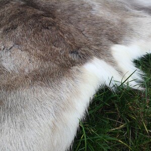 May include: Close-up of a natural animal hide with a mix of brown, gray, and white fur. The hide is lying on green grass, showcasing the texture and color variations of the fur.