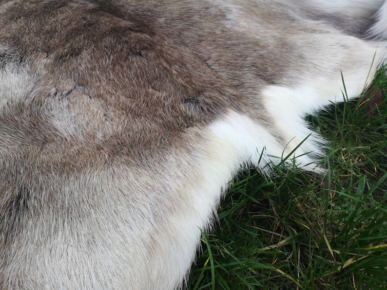 May include: Close-up of a natural animal hide with a mix of brown, gray, and white fur. The hide is lying on green grass, showcasing the texture and color variations of the fur.