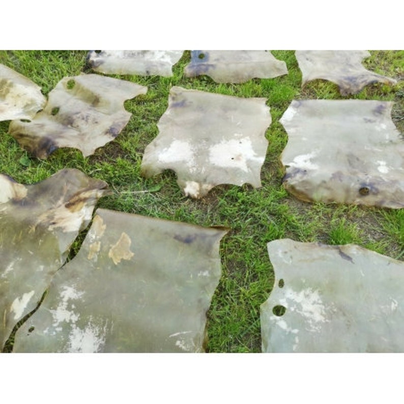 May include: Several irregularly shaped, translucent hides are laid out on green grass. The hides have a pale, off-white color with darker brown and gray areas. The edges of the hides are uneven, suggesting a natural, unprocessed state.
