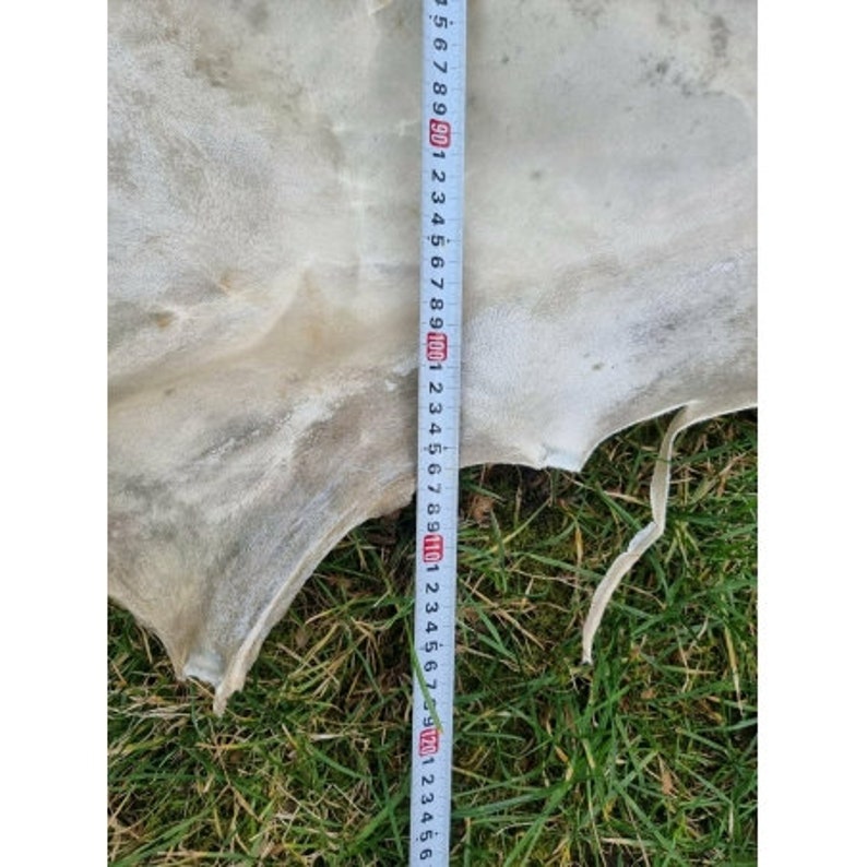 Genuine rawhide parchment raw leather for knight shields drumheads image 9