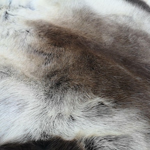 May include: Close-up of a fur pelt with a mix of white, brown, and gray tones. The fur has a soft, textured appearance with visible strands and variations in color, creating a natural, organic look.