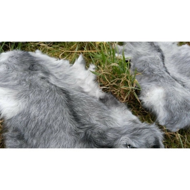 May include: Two gray and white fur pelts with a soft, fluffy texture. The pelts are laid out on a bed of green grass.