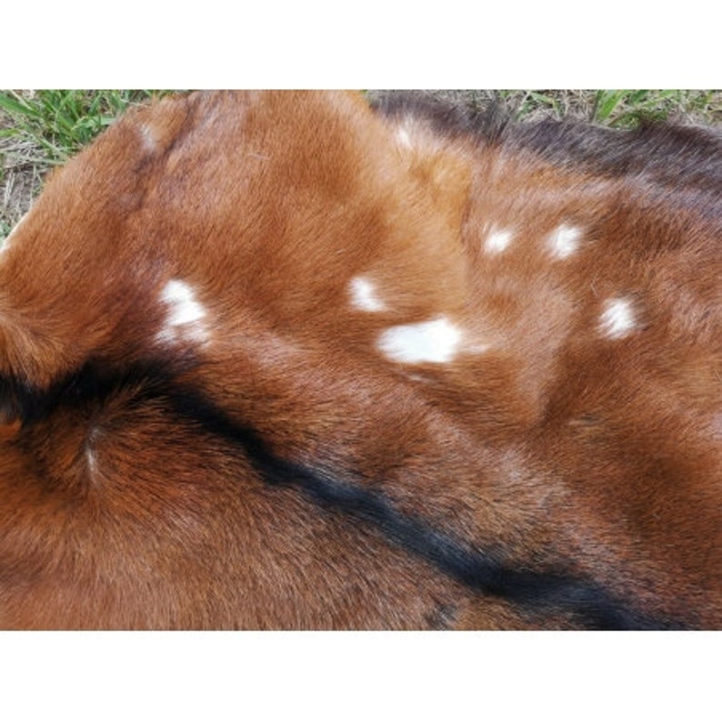 Op de afbeelding: Een close-up van een bruin en zwart bont met witte vlekken. De vacht is zacht en pluche.