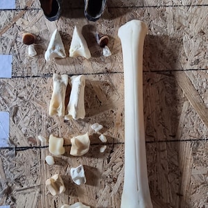Puede incluir: Una colección de huesos de animales, incluyendo un hueso largo, un juego de cuernos y varios huesos más pequeños. Los huesos están dispuestos sobre una superficie de madera.