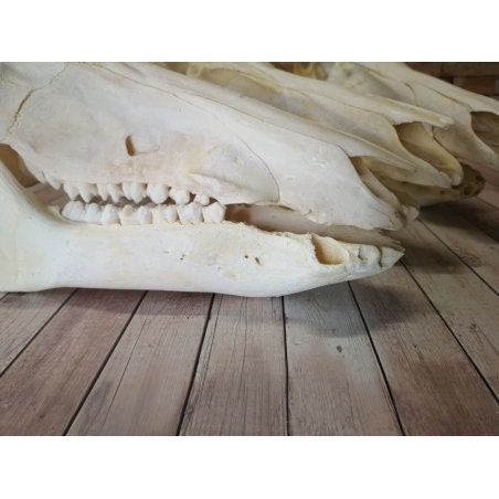 Wild boar skull, boar skull bone specimen trophy, 2nd choice