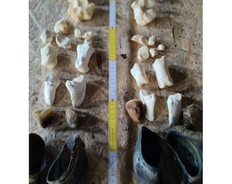 Sabots Os de la jambe Os d'une vache Préparé