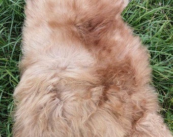 Special Offer Genuine XXL Iceland Sheepskin In Brown